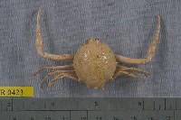 藏品(十一刺栗殼蟹)的圖片